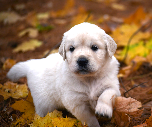 white golden retriever puppy english cream for sale near me